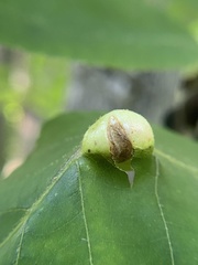 Phylloxera caryaemagna