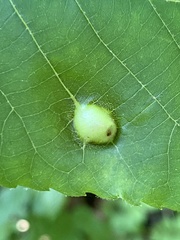 Phylloxera caryaemagna