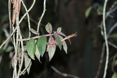 Columnea schiedeana