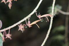 Columnea schiedeana