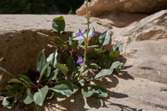 Penstemon humilis obtusifolius
