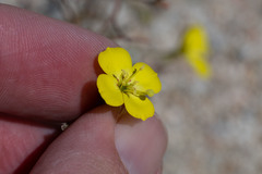 Camissonia kernensis gilmanii