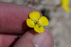 Camissonia kernensis gilmanii