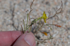 Camissonia kernensis gilmanii