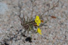 Camissonia kernensis gilmanii