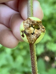 Phylloxera caryaemagna