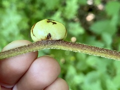 Phylloxera caryaemagna