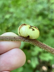 Phylloxera caryaemagna