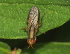 Limnia conica