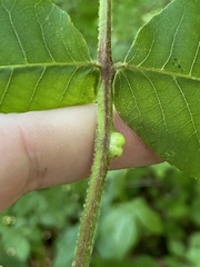 Phylloxera caryaemagna