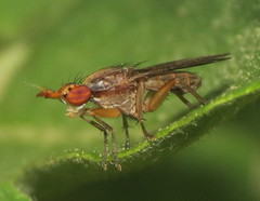 Limnia conica