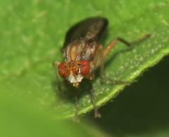 Limnia conica