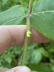 Phylloxera caryaemagna