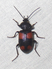 Panagaeus crucigerus