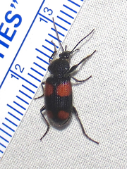 Panagaeus crucigerus