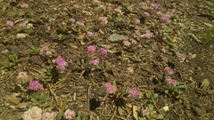 Calyptridium monospermum