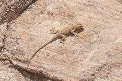 Urosaurus ornatus wrighti