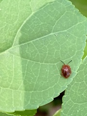 Stenotarsus blatchleyi