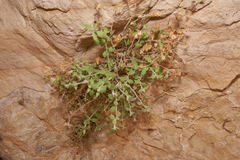 Perityle tenella