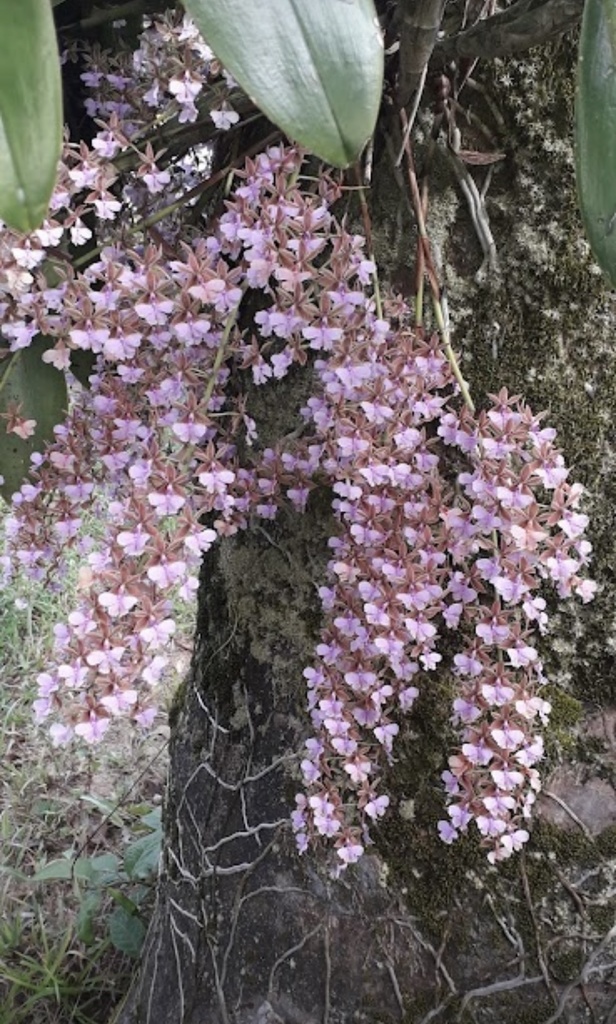 Epidendrum leeanum (Rchb.f.) Hágsater 4