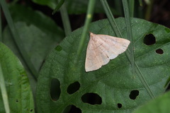 Herminia arenosa