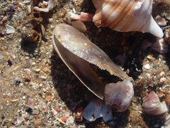 Vulsella