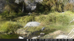 Pyrope pyrope pyrope