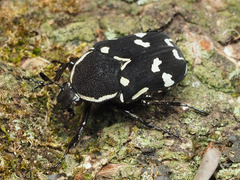 Amithao marginicollis