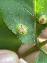 Phylloxera foveola