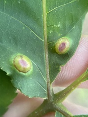 Phylloxera foveola