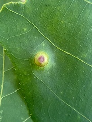 Phylloxera foveola