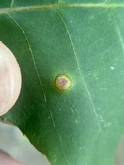 Phylloxera foveola