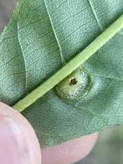 Phylloxera foveola