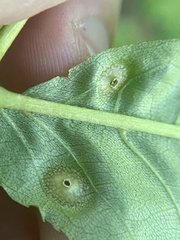 Phylloxera foveola