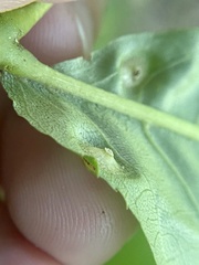 Phylloxera foveola