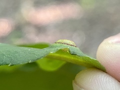 Phylloxera foveola