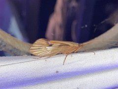 Platycentropus radiatus