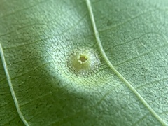 Phylloxera foveola