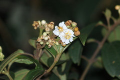 Miconia subhirsuta