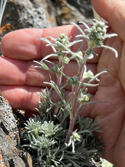 Artemisia furcata