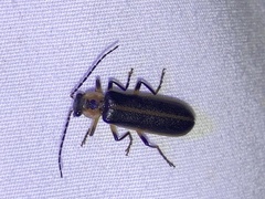 Podabrus basillaris