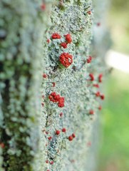 Cladonia ravenelii