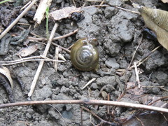 Macrochlamys hippocastaneum