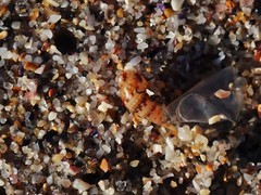 Pseudamycla dermestoidea