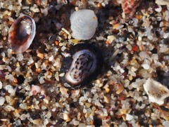 Patelloida latistrigata