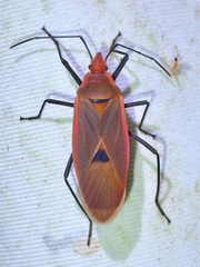 Dysdercus fuscomaculatus