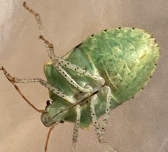 Euschistus conspersus