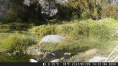 Pyrope pyrope pyrope