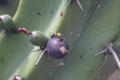 Camponotus pellarius