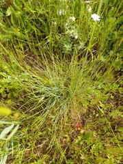 Festuca roemeri